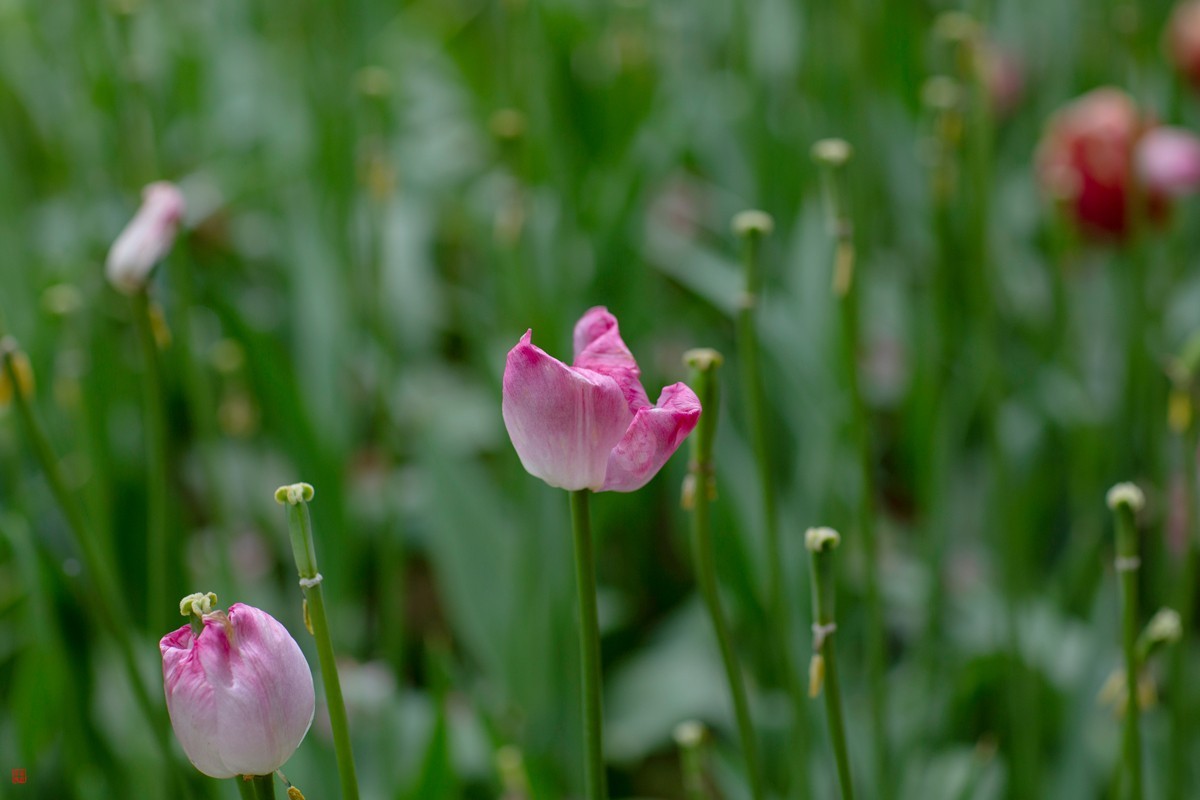 郁金香（85mm.f1.2人像镜皇镜头拍花）