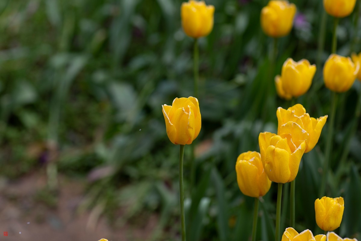 郁金香（85mm.f1.2人像镜皇镜头拍花）