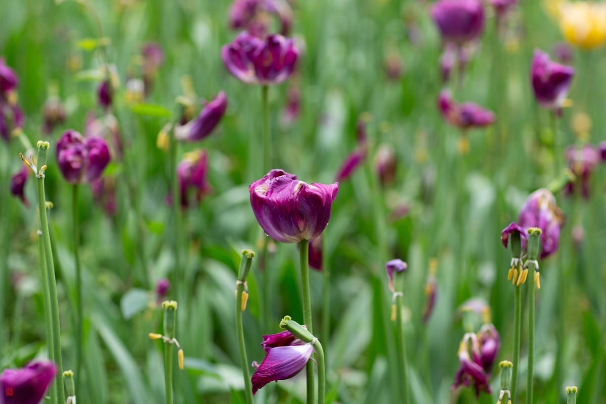 郁金香（85mm.f1.2人像镜皇镜头拍花）