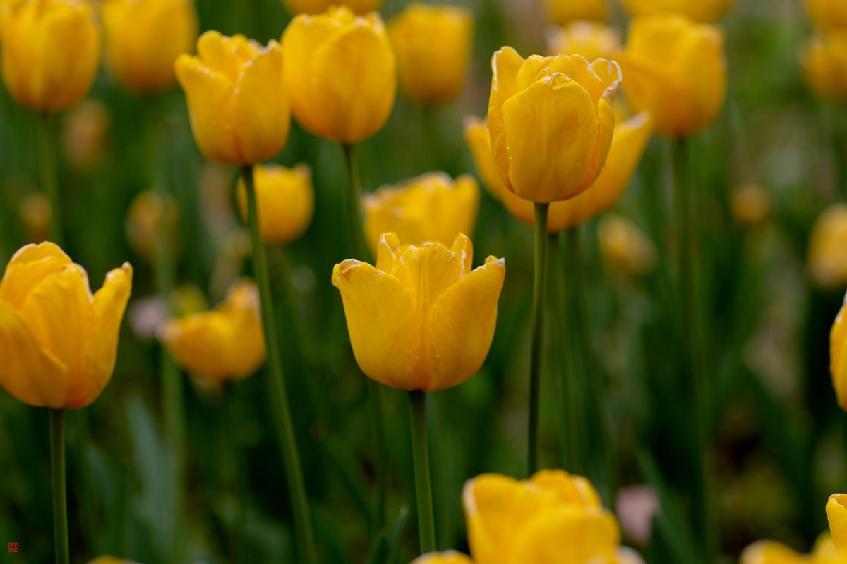 郁金香（85mm.f1.2人像镜皇镜头拍花）