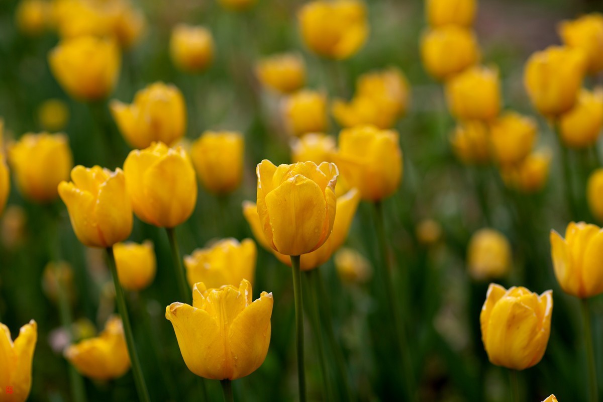 郁金香（85mm.f1.2人像镜皇镜头拍花）