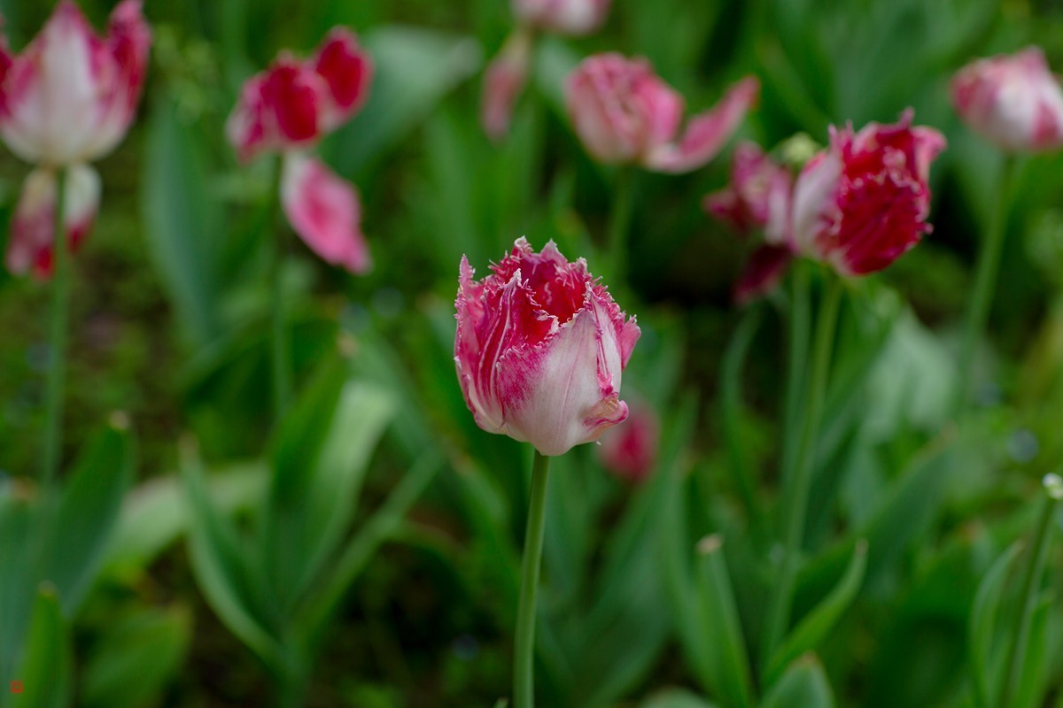 郁金香（85mm.f1.2人像镜皇镜头拍花）