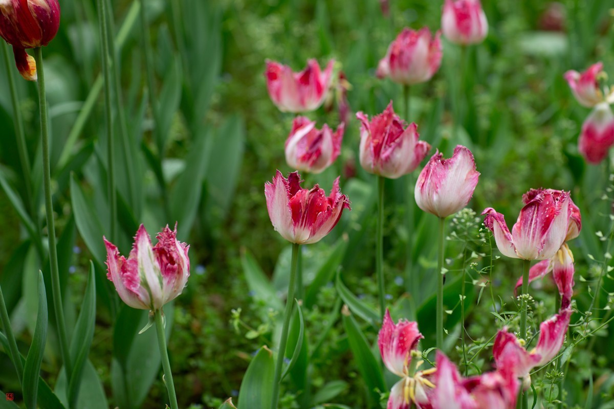 郁金香（85mm.f1.2人像镜皇镜头拍花）