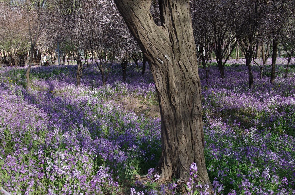 清晨植物园掠影