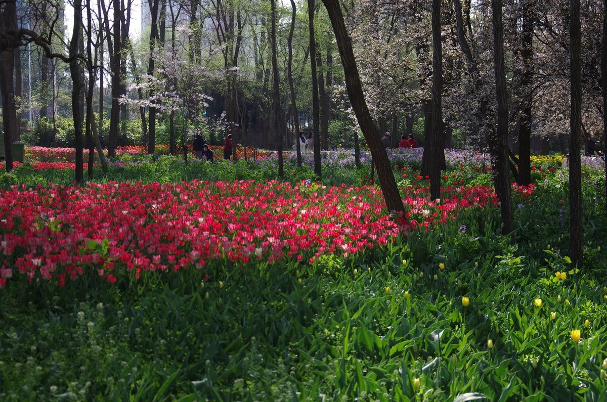 清晨植物园掠影