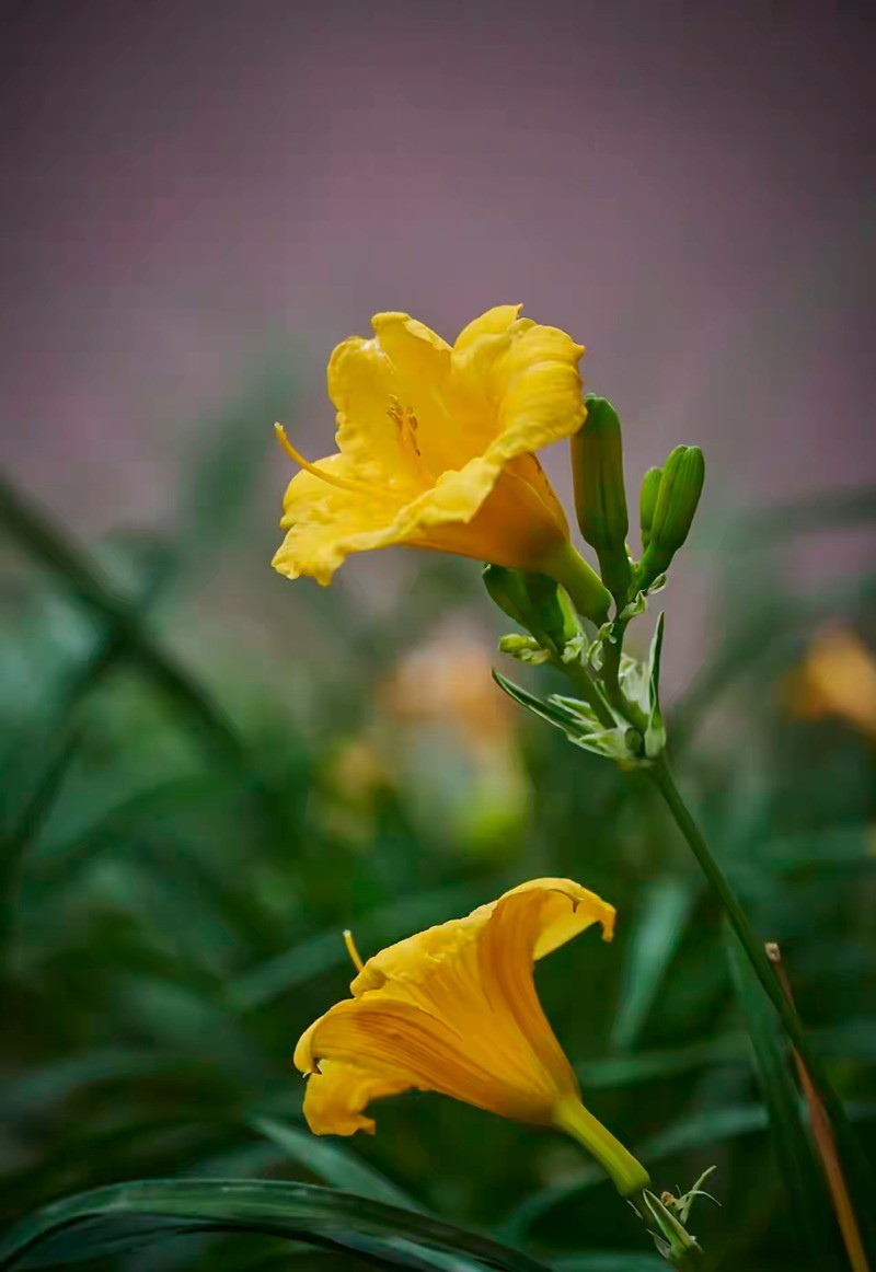 大花萱草1