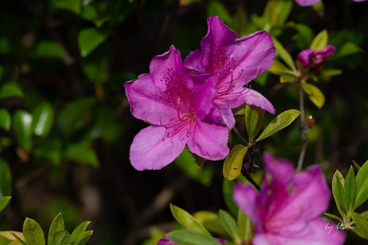 陶渊明故居——守拙园（中）