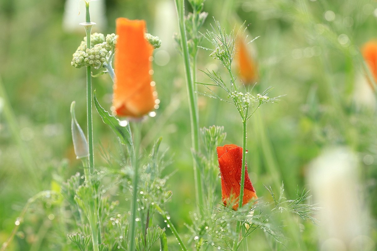 花菱草【五】2025.132