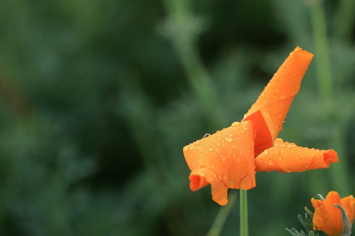 花菱草【五】2025.132