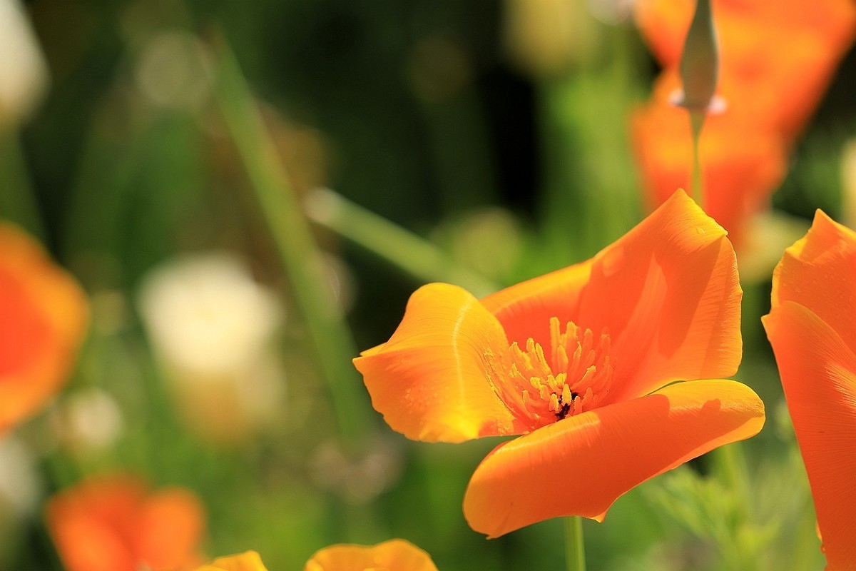 花菱草【五】2025.132