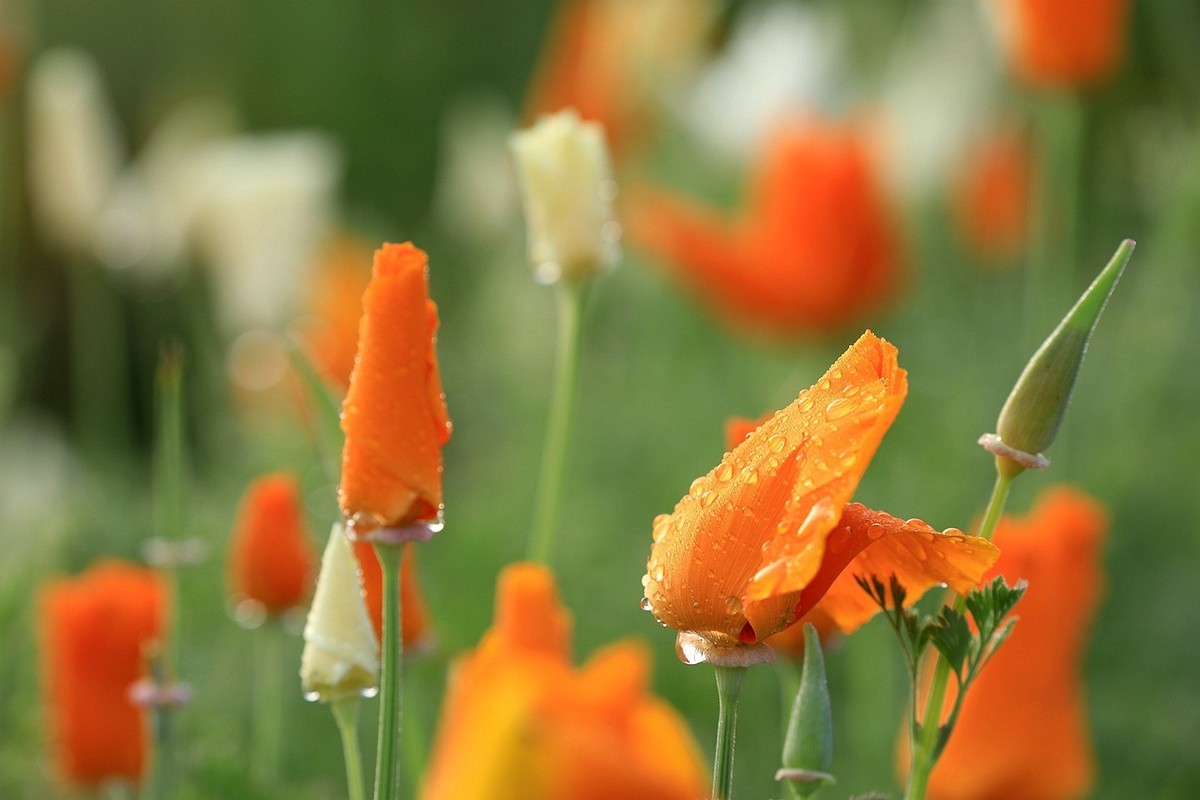 花菱草【五】2025.132