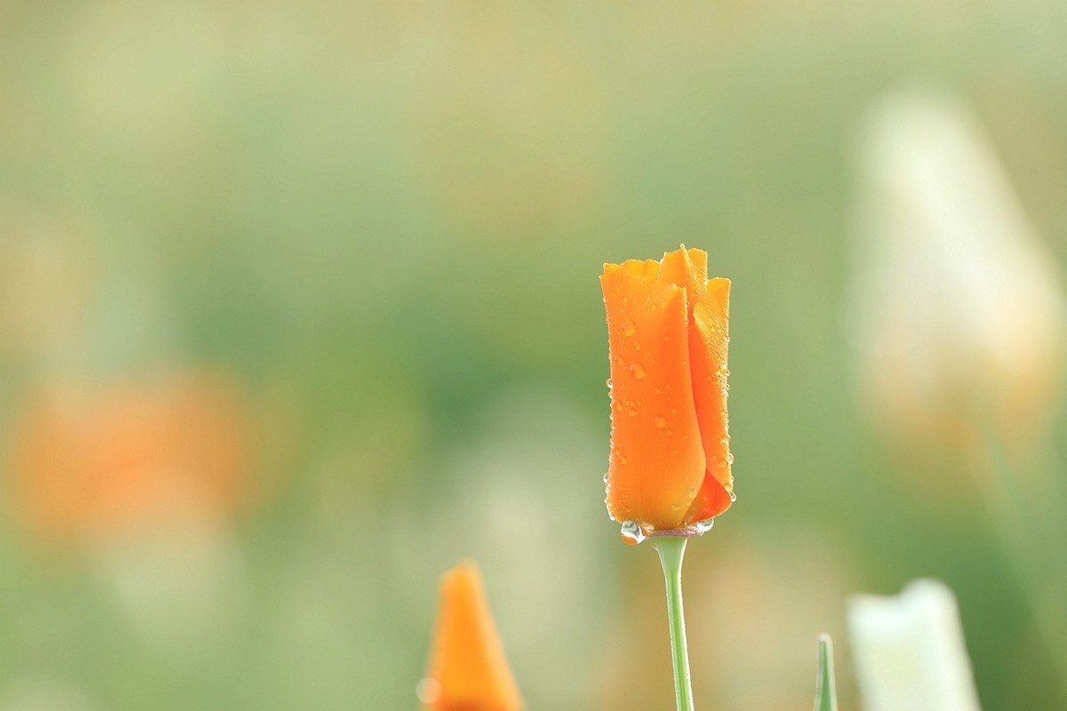 花菱草【五】2025.132