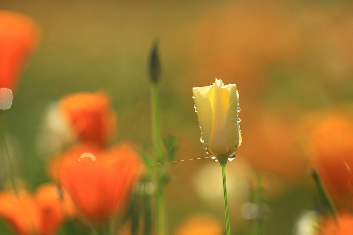 花菱草【五】2025.132