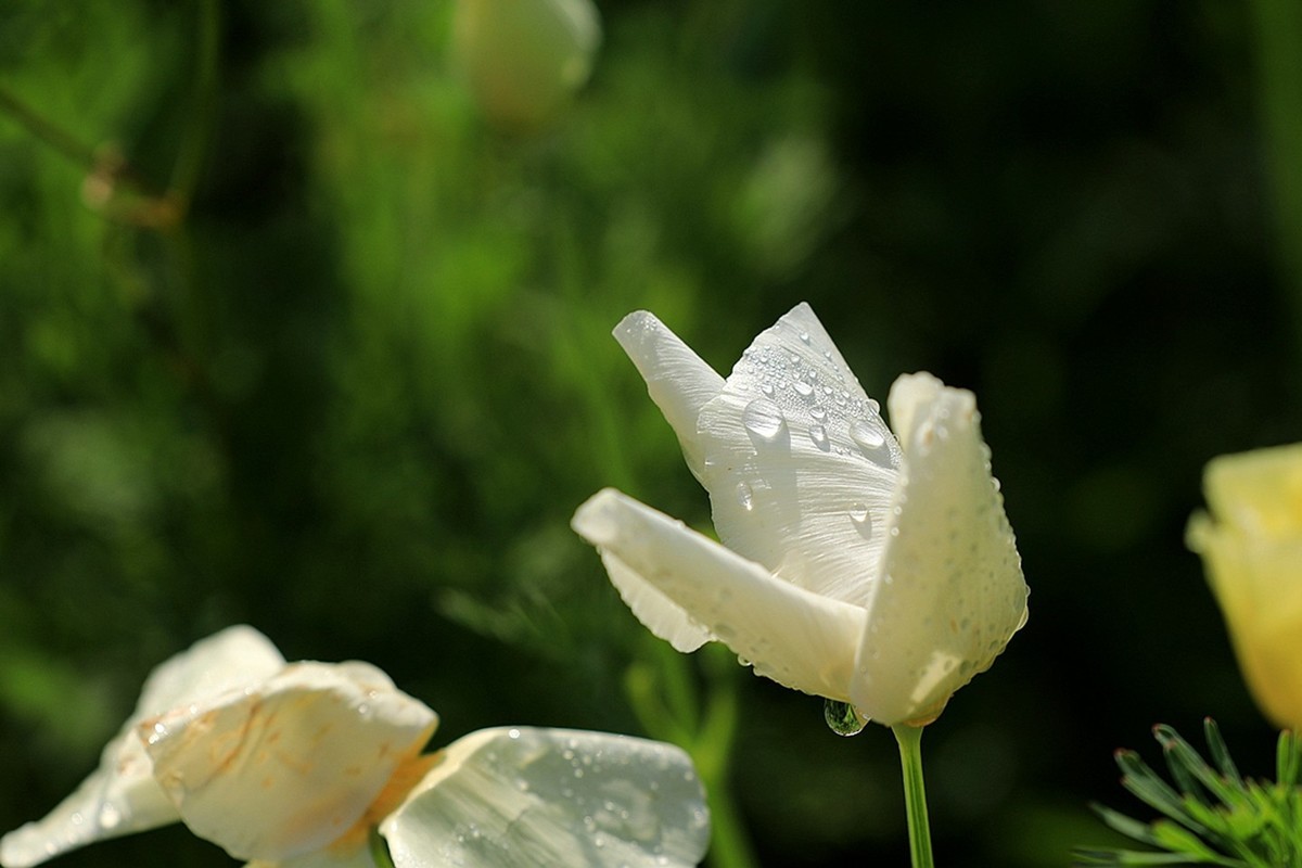 花菱草【五】2025.132