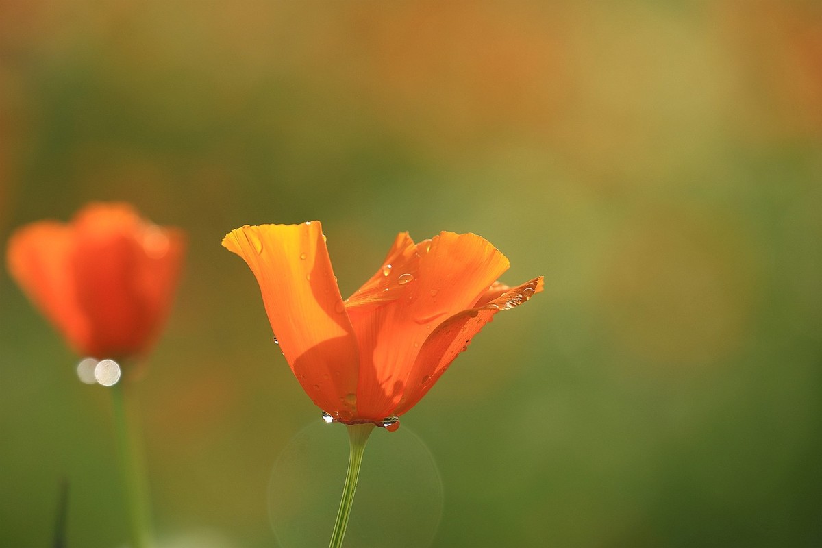 花菱草【五】2025.132