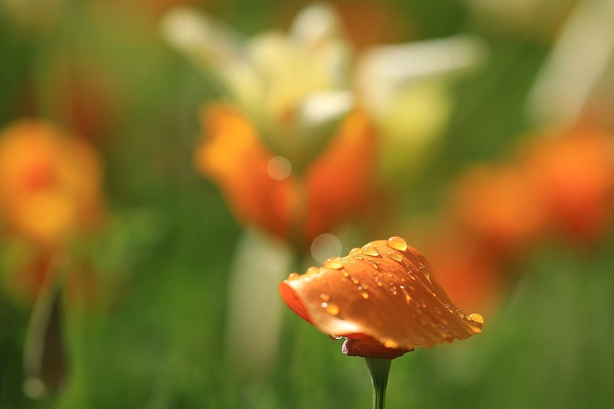 花菱草【五】2025.132