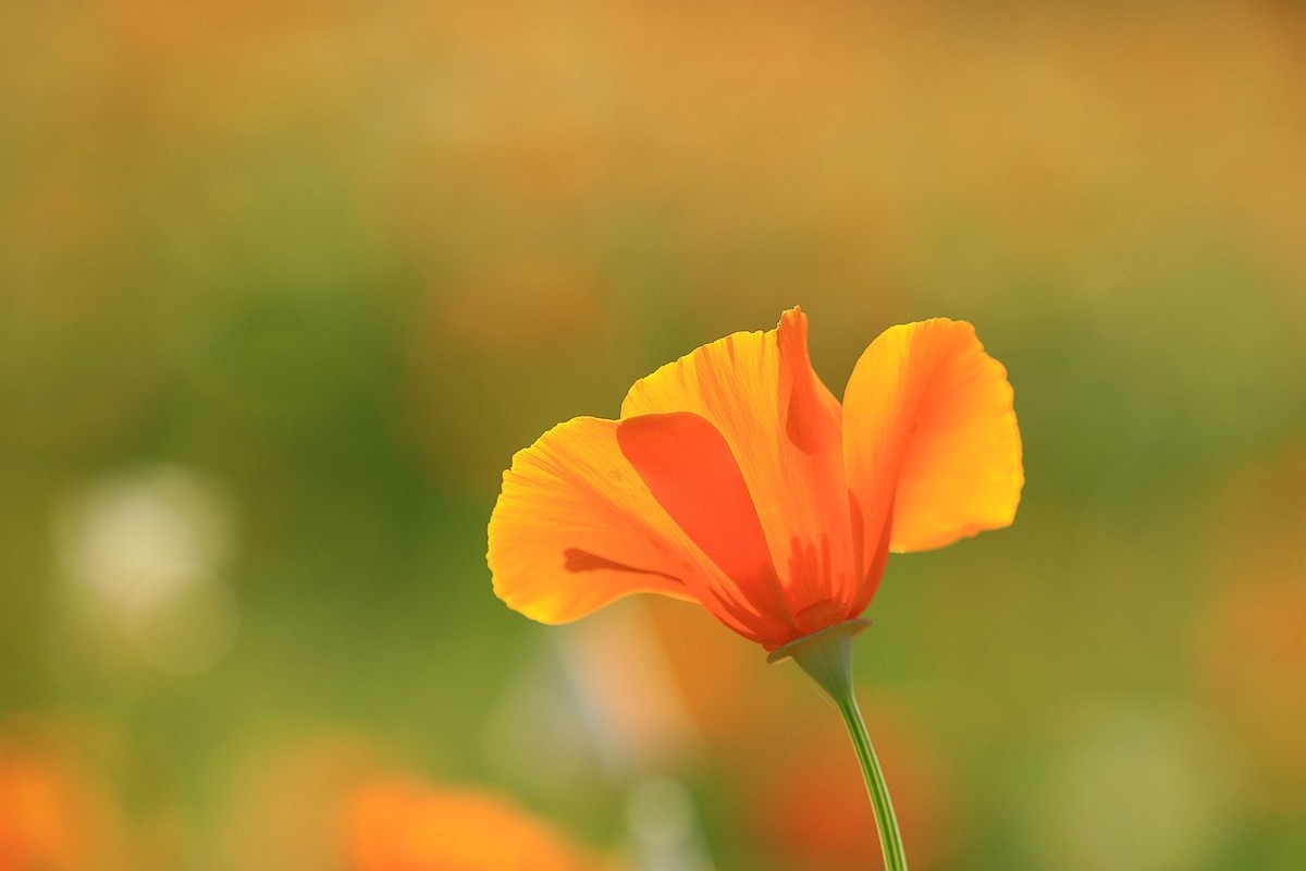 花菱草【五】2025.132