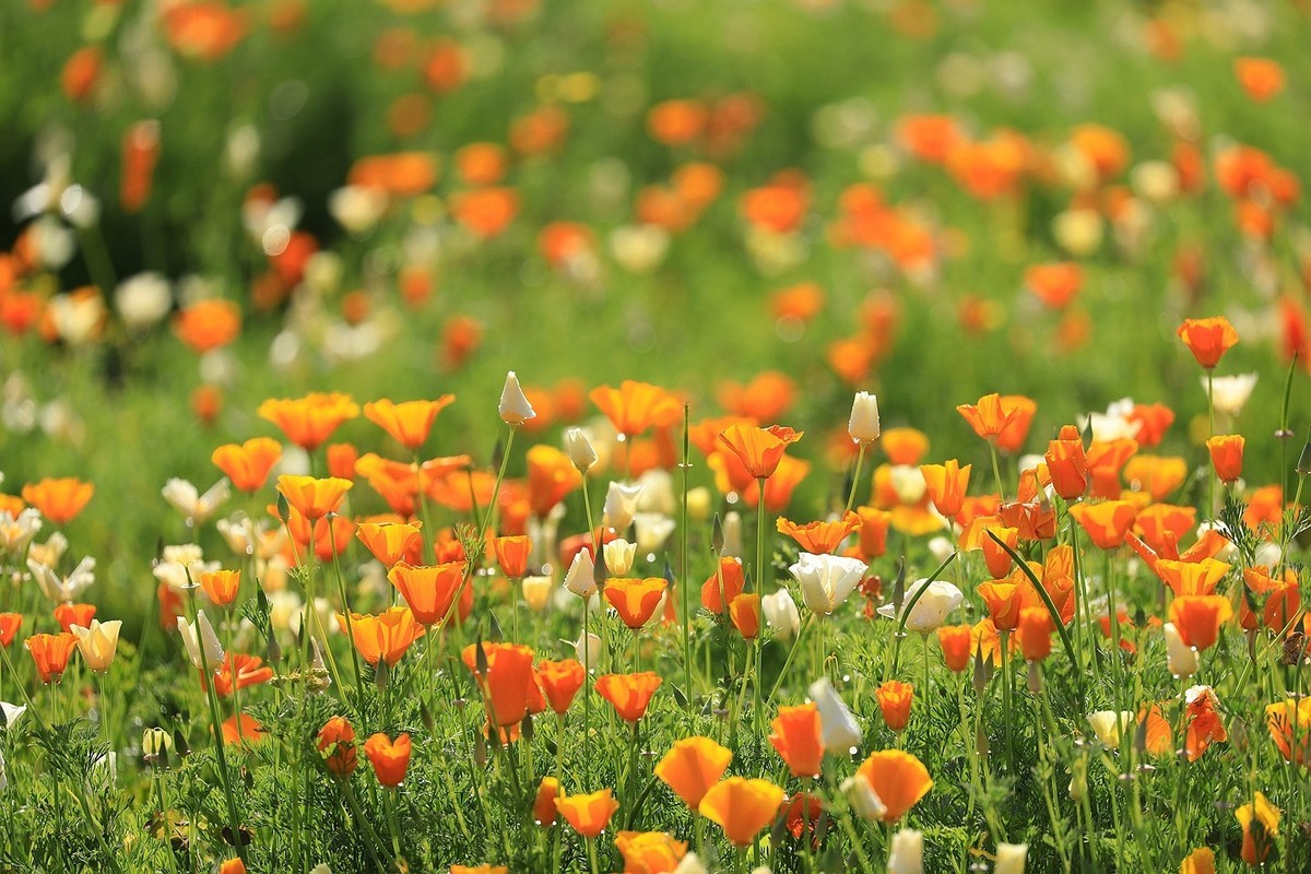 花菱草【五】2025.132