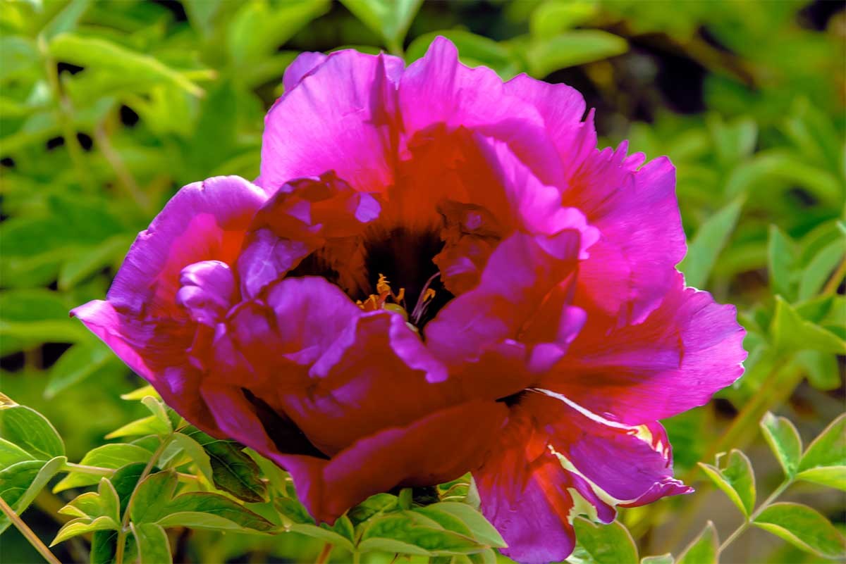 花                             卉