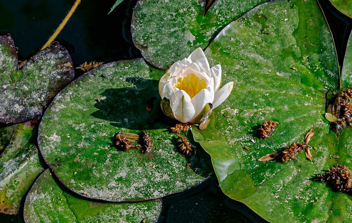 花                             卉