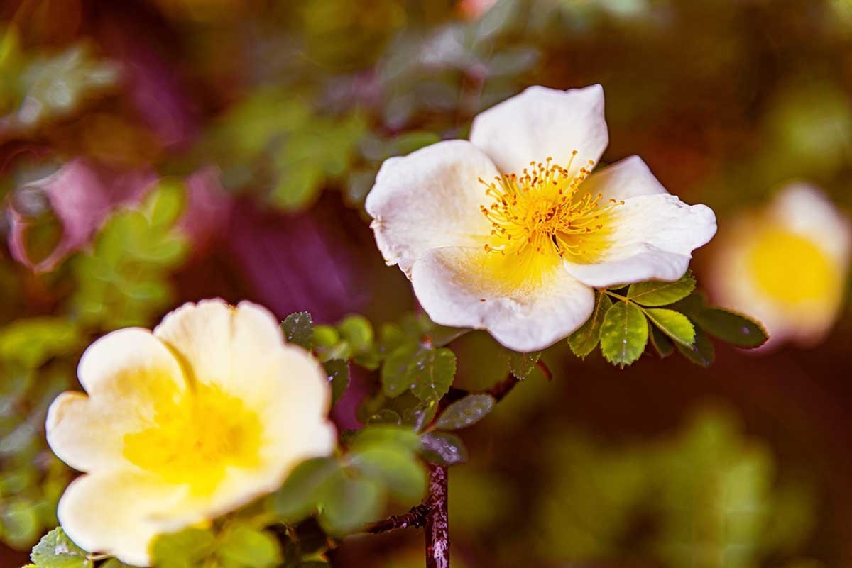 花                             卉