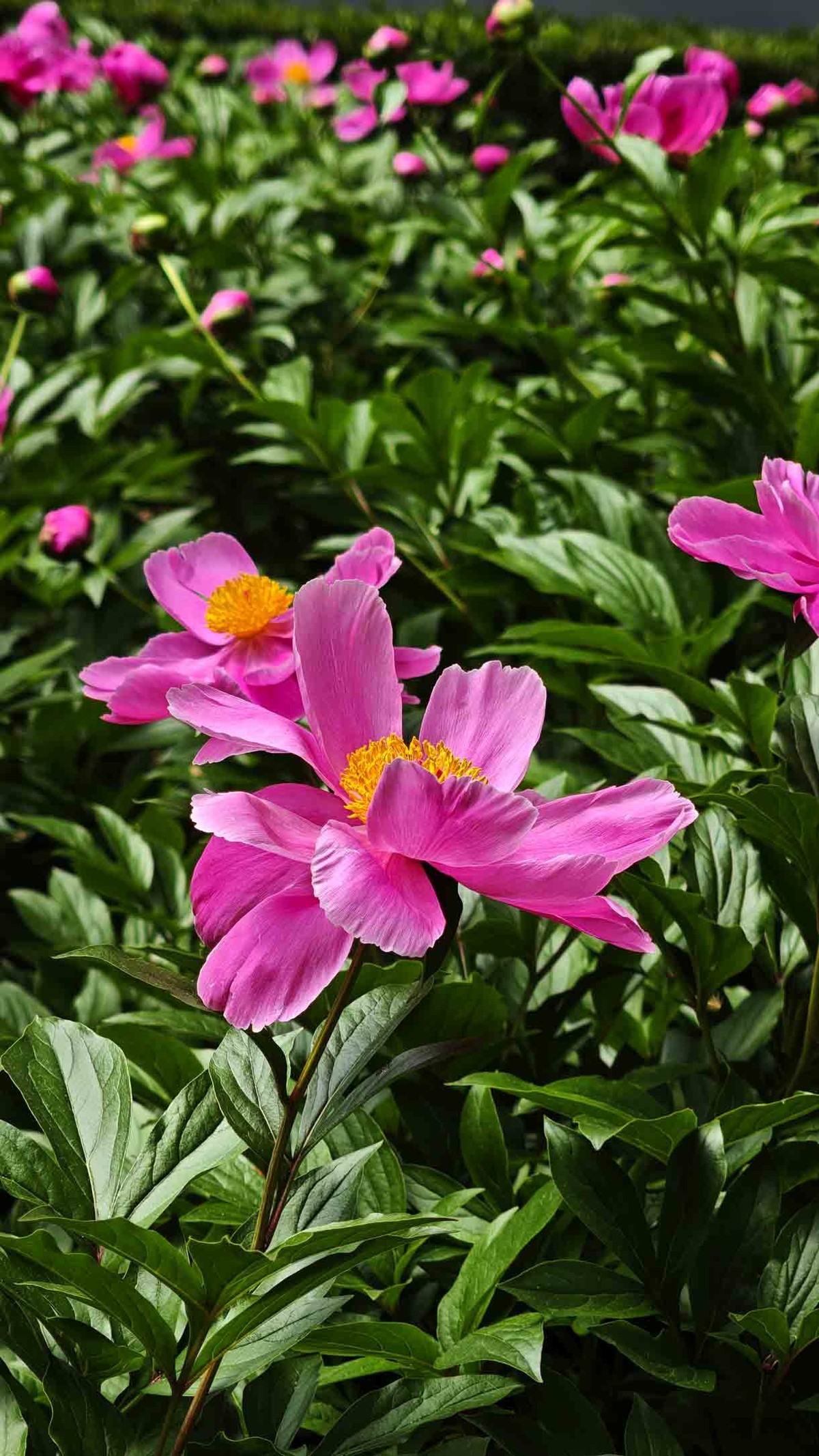 芍药