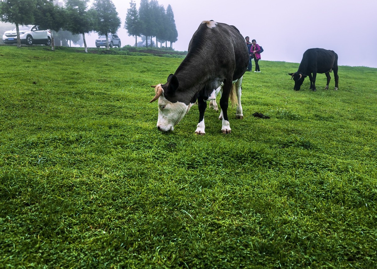 到大草原拍出牛片必须滴