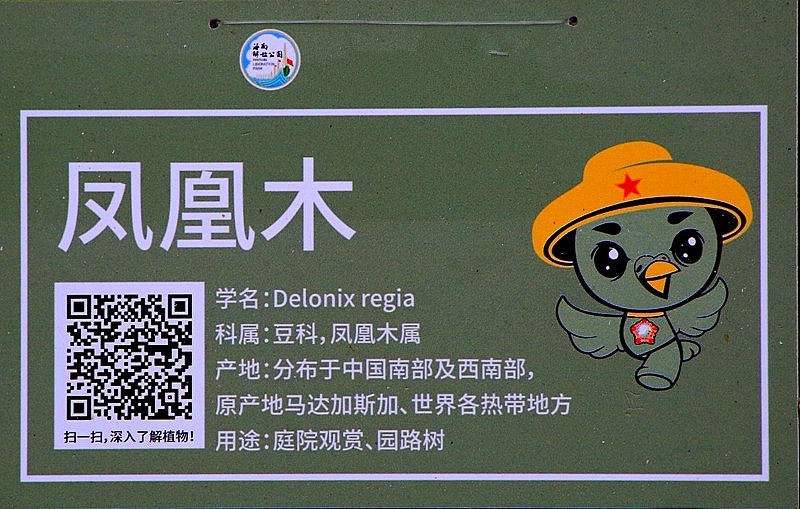 945【不老松:海南游摄纪实】临高长島兰湾的凤凰木!