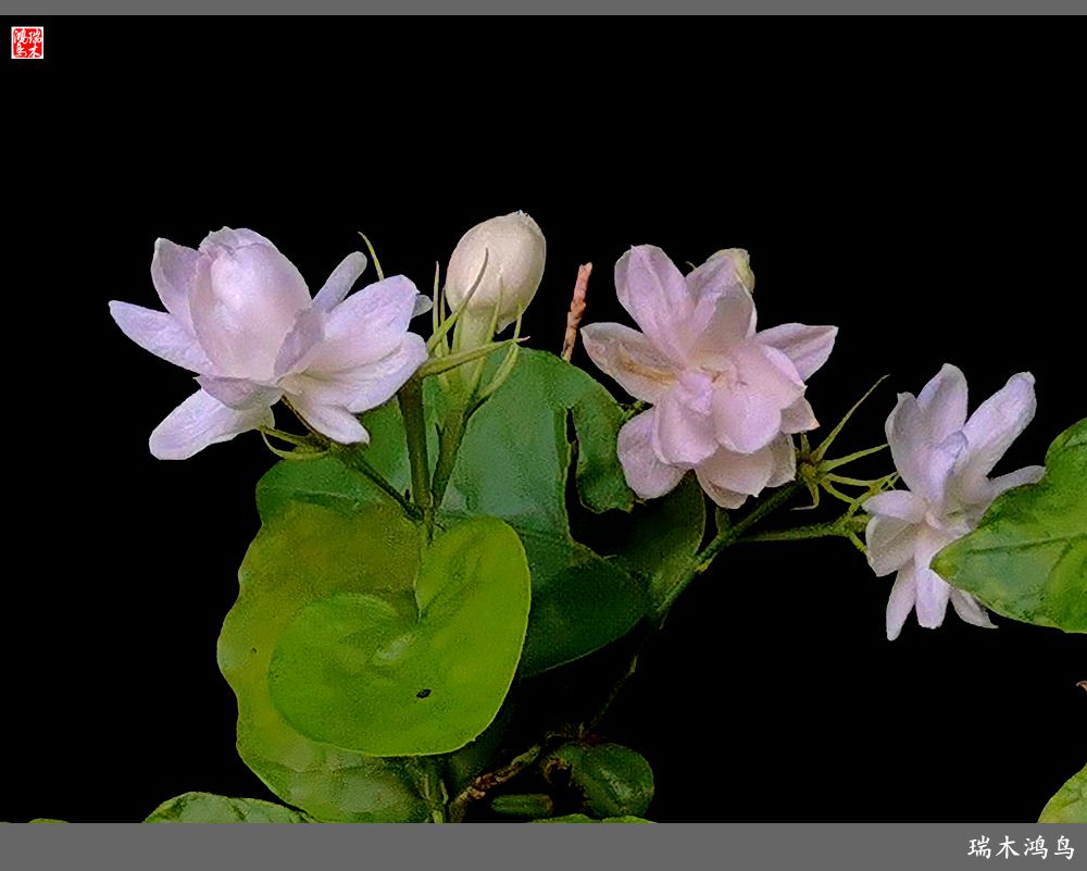 【2022之花季】38.好一朵美丽的茉莉花