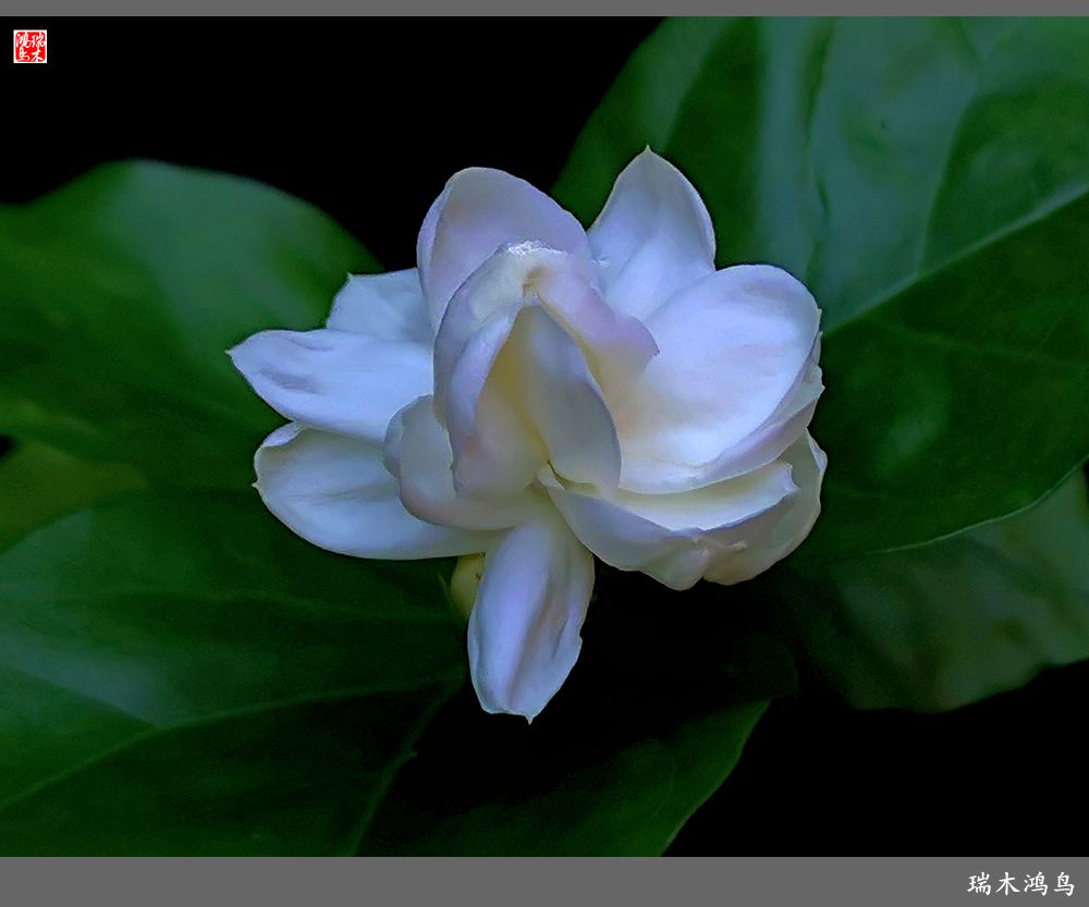 【2022之花季】38.好一朵美丽的茉莉花