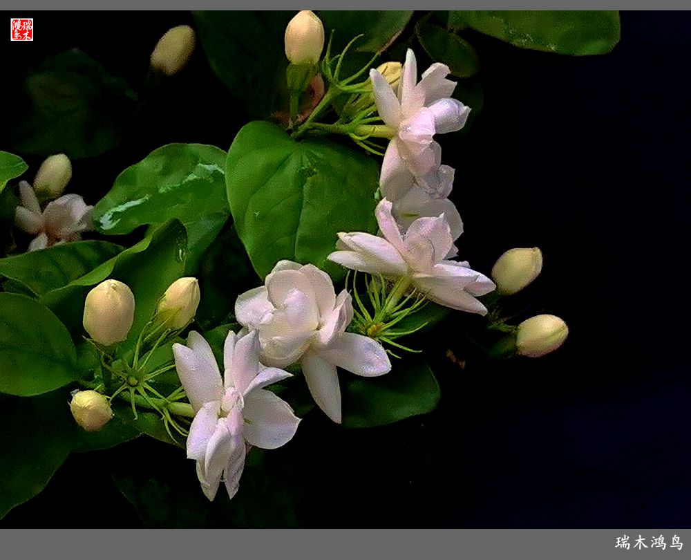 【2022之花季】38.好一朵美丽的茉莉花