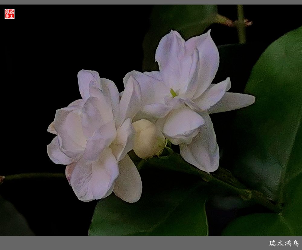 【2022之花季】38.好一朵美丽的茉莉花