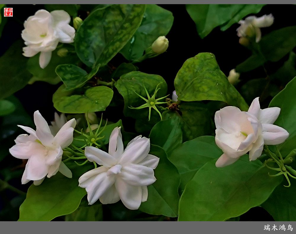 【2022之花季】38.好一朵美丽的茉莉花