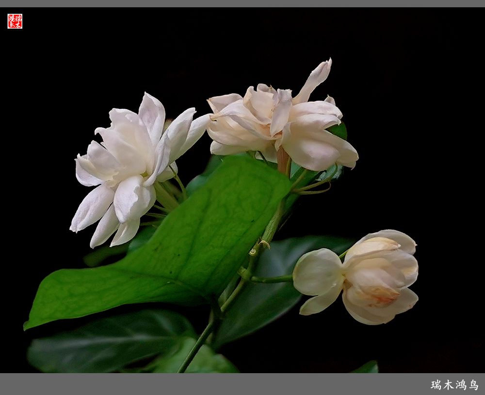 【2022之花季】38.好一朵美丽的茉莉花