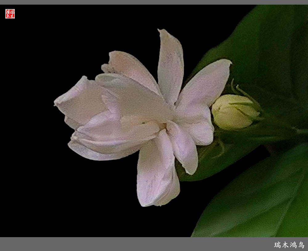 【2022之花季】38.好一朵美丽的茉莉花