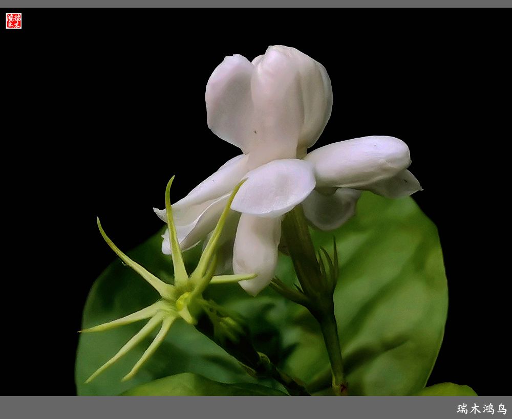 【2022之花季】38.好一朵美丽的茉莉花