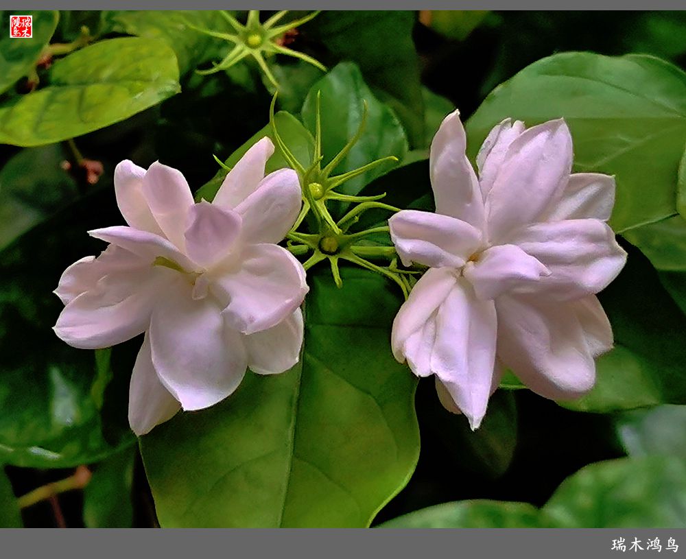 【2022之花季】38.好一朵美丽的茉莉花