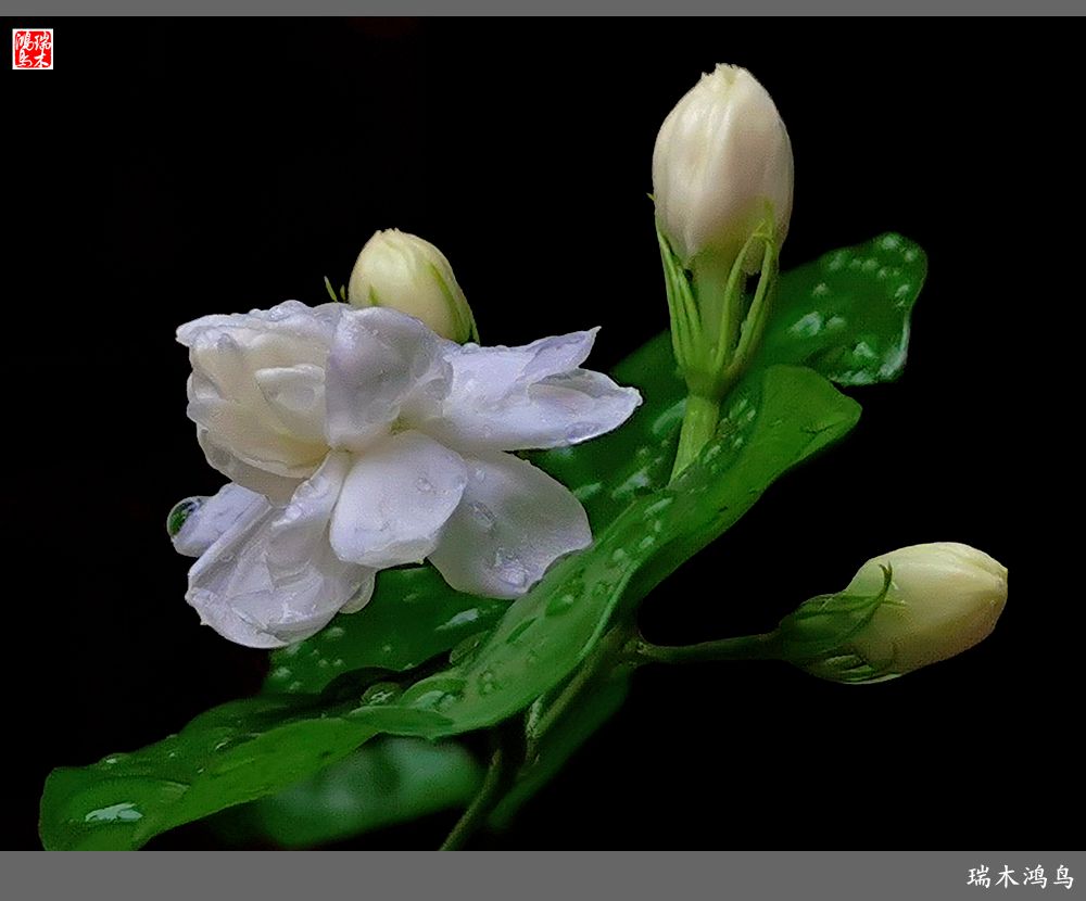 【2022之花季】38.好一朵美丽的茉莉花