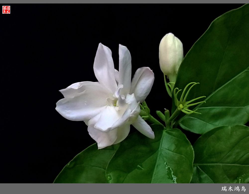 【2022之花季】38.好一朵美丽的茉莉花