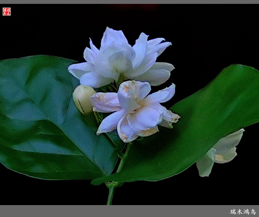 【2022之花季】38.好一朵美丽的茉莉花