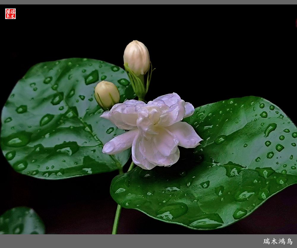 【2022之花季】38.好一朵美丽的茉莉花