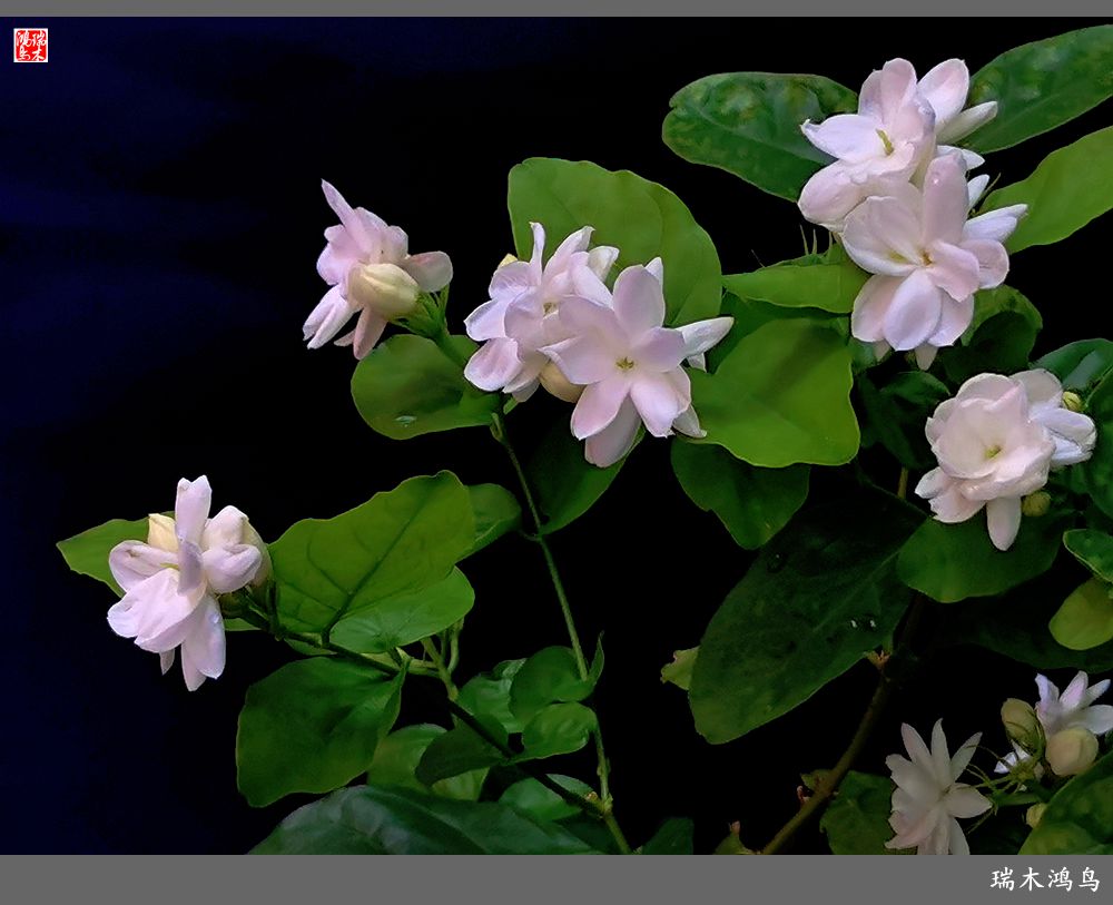 【2022之花季】38.好一朵美丽的茉莉花