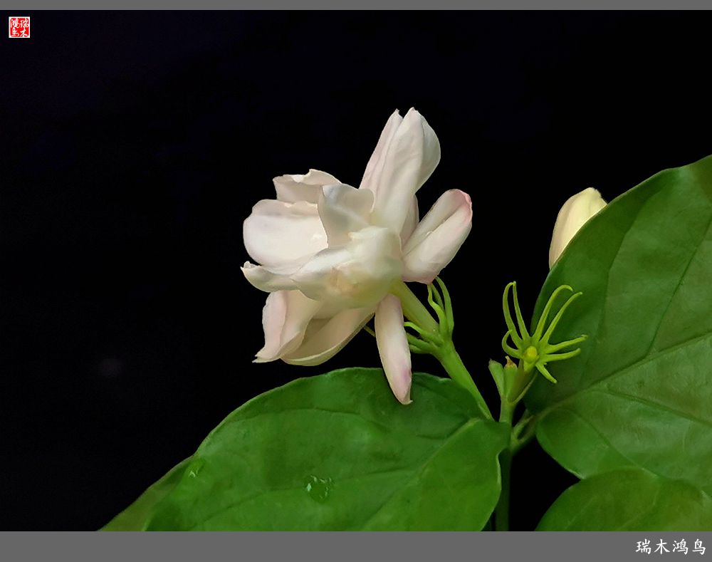 【2022之花季】38.好一朵美丽的茉莉花