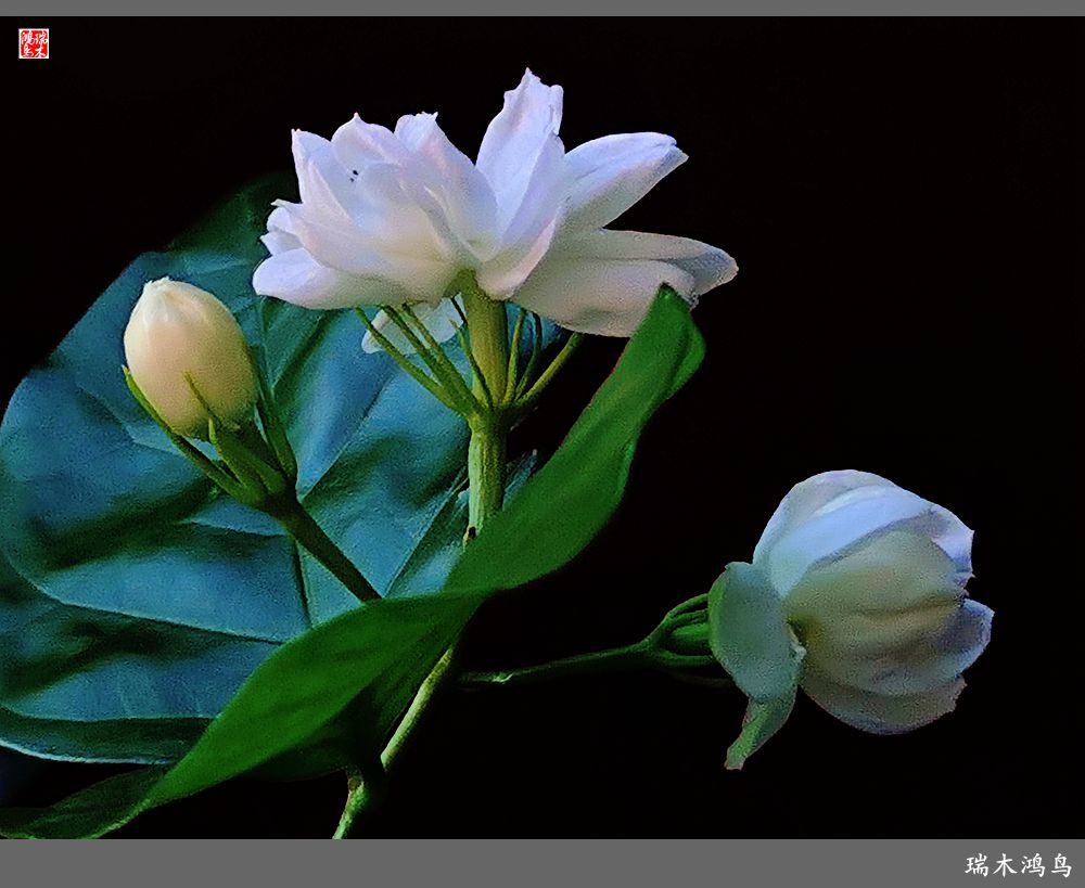 【2022之花季】38.好一朵美丽的茉莉花