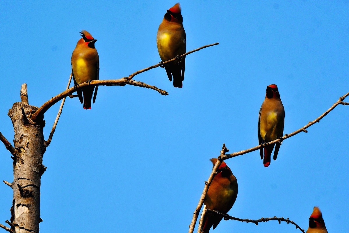 成都飞来太平鸟