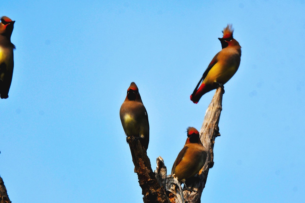 成都飞来太平鸟