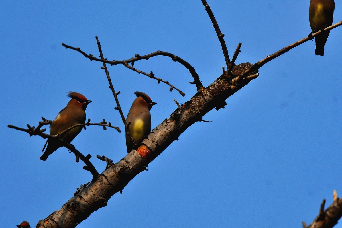 成都飞来太平鸟