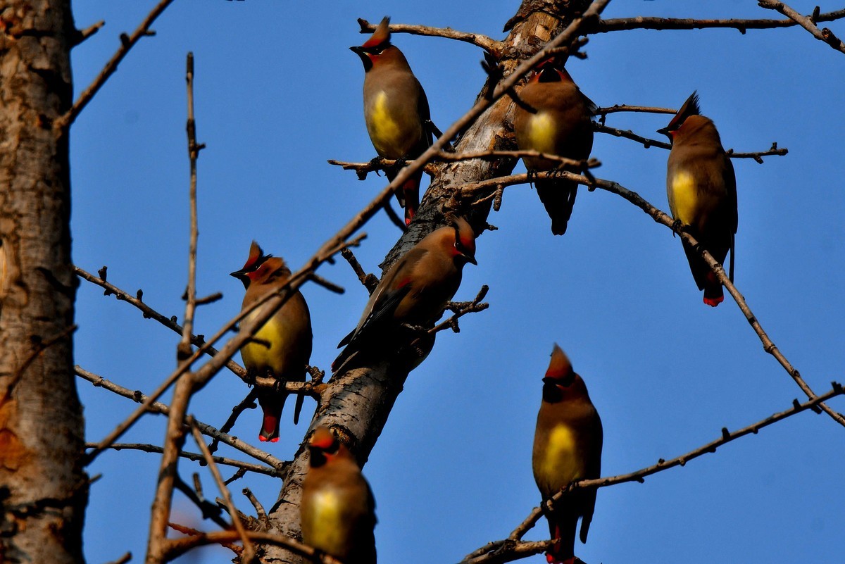 成都飞来太平鸟