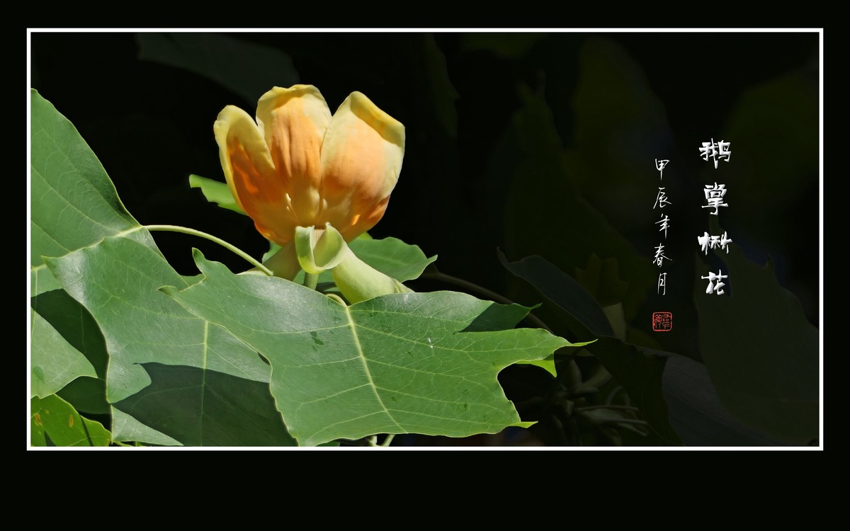 杯中琼浆蜂来觅-鹅掌楸花