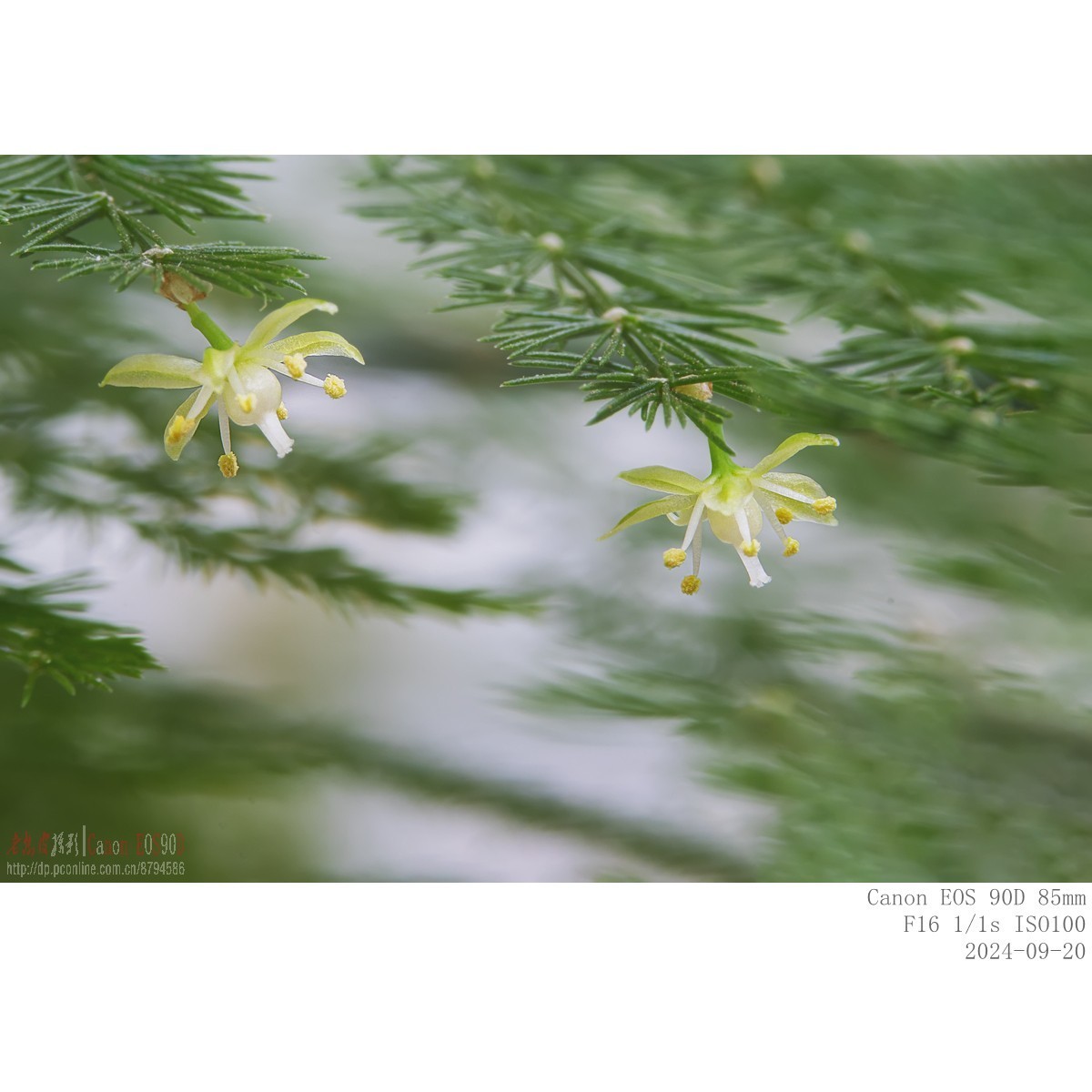 小米粒大的文竹花